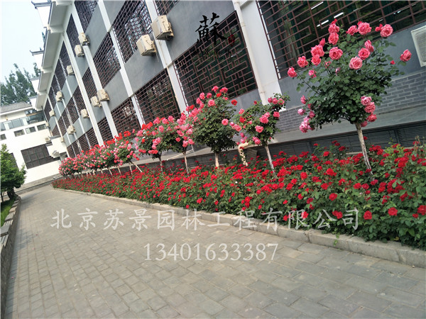 竣工現(xiàn)場圖08